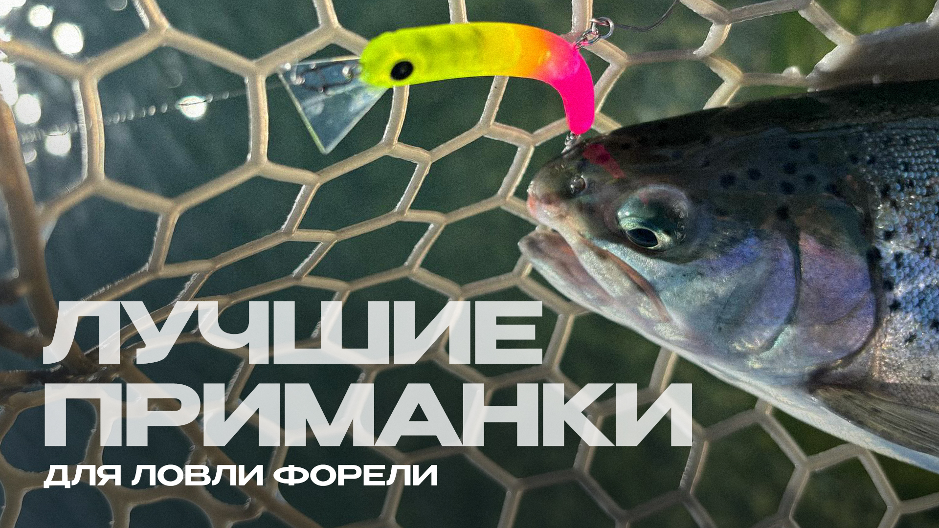 Подборка лучших приманок для ловли форели